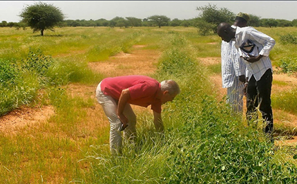 Piantati 13mila alberi nel deserto del Burkina Faso