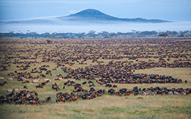 Tanzania, Parco del Serengeti. Animali durante l'annuale migrazione