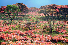 Il Nyanga National Park