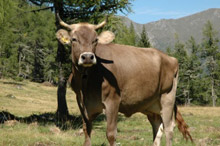 Adottare una mucca in Valsugana