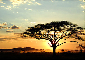L'Africa è uno stato mentale 2 La savana africana