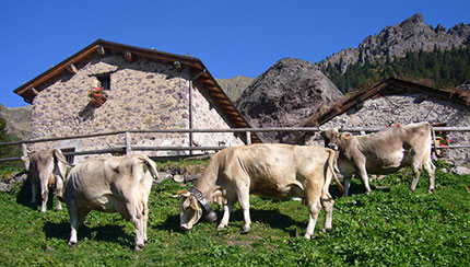 Cresce l'agriturismo, strutture raddoppiate in dieci anni