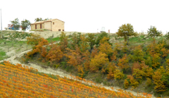 Relax e buon vino sui colli di Serrapetrona