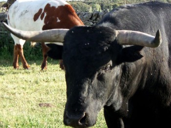 Campo Charro toro