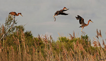 La Natura salverà l'Italia 4 Esemplari di Airone rosso. Foto: Giors57