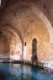 L'albero delle Streghe di Massa Marittima