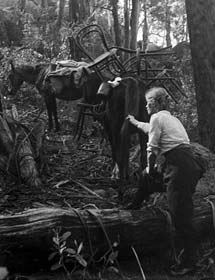 Alice Manfield con i suoi cavalli