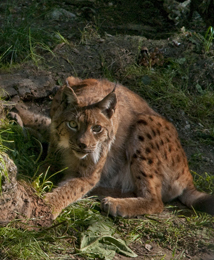 Occhi di lince scrutano i visitatori dell'Alpenzoo