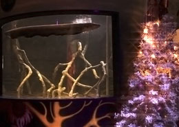 L'anguilla e l'albero di Natale
