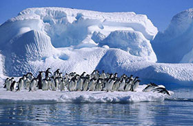 Antartide, Pinguini