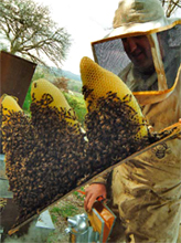 Apicoltore alle prese con le api