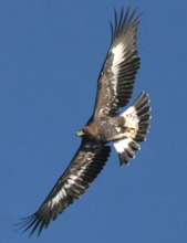 Un'Aquila reale in volo (Foto: Michele Mendi/Archivio LIPU)