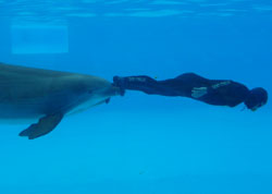 Record d'apnea con i delfini