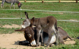 Affettuose coccole tra il piccolo asinello e il mulo