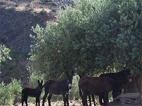 Un "Cinquino" per costeggiare il Mediterraneo