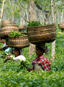 Assam, raccoglitrici di foglie di tè 