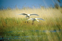 Austria settimana verde tra laghi, boschi e montagne 3 Birdwatching nella regione del Burgenland (Foto: © Nationalpark Neusiedler See Seewinkel)