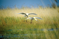 Birdwatching nella regione del Burgenland (Foto: © Nationalpark Neusiedler See Seewinkel)