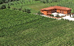 Vigneti dell'azienda Avanzi