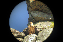 Un avvoltoio nel Parco Nazionale di Monfrague