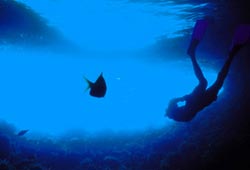Bahamas, escursioni subacquee