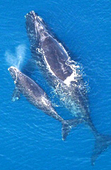 Una balena grigia con il suo piccolo (Foto: P. Ferrari)