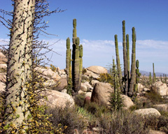 Il deserto di Baja California (Foto: P. Ferrari)