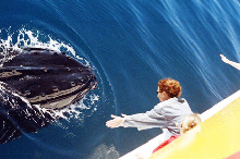 In Queensland per osservare il passaggio delle balene