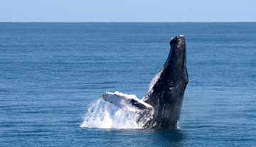 Lo spettacolo delle balene nella baia di Samanà