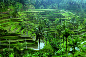 Bali Le caratteristiche risiere a terrazza