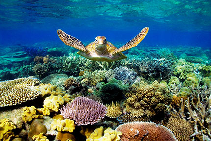 Grande Barriera corallina, Australia