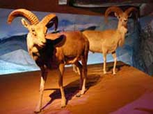 Bassano, la natura in uno scatto 2 La sezione zoologica del museo