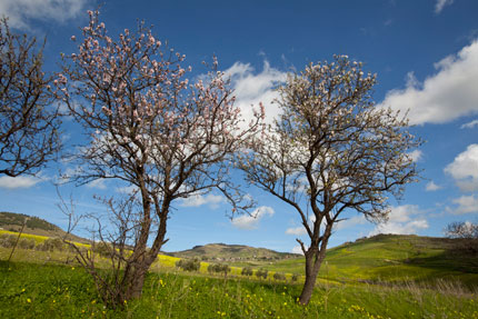 Mandorli in fiore nella Valle del Belice (Foto: Baldo Messina)