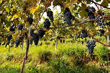 Settembre nelle cantine e nei vigneti