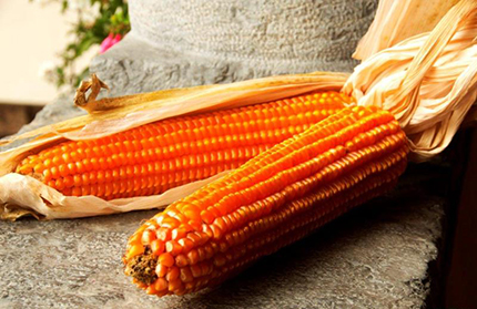 Bergamo capitale europea del mais