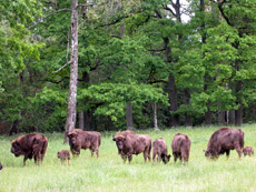 Bisonti nella Foresta di Bialowieza