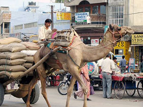 India, sulle strade del Rajasthan