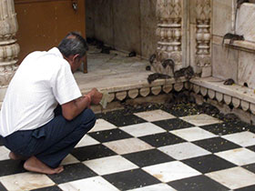 Il tempio dei topi a Bikaner