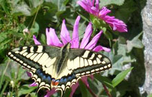 Biodiversità in Alpe Devero