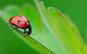 Biodiversità, un patrimonio fragile e prezioso