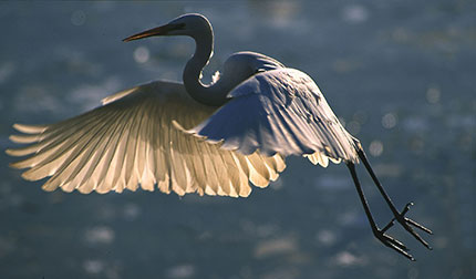 Il birdwatching fa volare il turismo a Comacchio