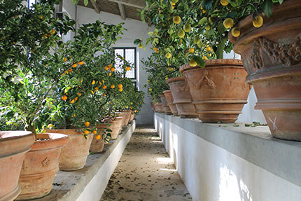 Primavera nella Limonaia del Giardino di Boboli