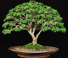 L'arte della natura in miniatura