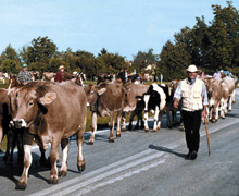 A Bressanvido, la festa della transumanza