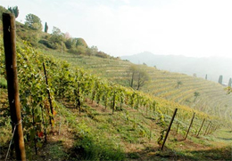 Vigneti di Brianza