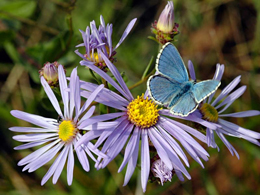 Le meraviglie naturalistiche del Parco Regionale di Montevecchia e della Valle del Curone