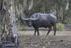 Voli panoramici in elicottero a Bamurru Plains