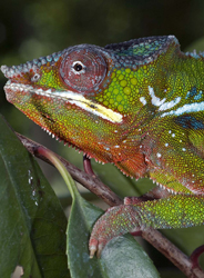 Camaleonte leopardo, Furcifer pardalis dal Madagascar. Foto: F. Barbieri