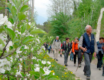 Il Cammino Jacopeo d'Anaunia in Val di Non incorniciato dai fiori dei meleti