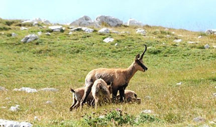 Boom di camosci nel Parco d'Abruzzo